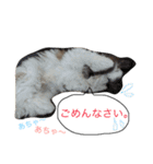 愛犬プーちゃん♡（個別スタンプ：6）
