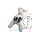 愛犬プーちゃん♡（個別スタンプ：7）
