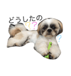 愛犬プーちゃん♡（個別スタンプ：8）