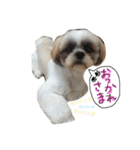 愛犬プーちゃん♡（個別スタンプ：10）