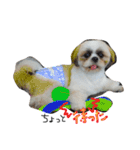 愛犬プーちゃん♡（個別スタンプ：11）