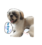 愛犬プーちゃん♡（個別スタンプ：12）