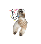 愛犬プーちゃん♡（個別スタンプ：14）