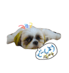 愛犬プーちゃん♡（個別スタンプ：15）