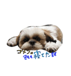 愛犬プーちゃん♡（個別スタンプ：16）