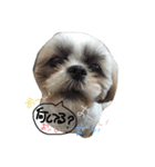 愛犬プーちゃん♡（個別スタンプ：17）
