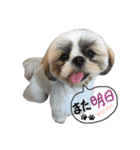 愛犬プーちゃん♡（個別スタンプ：18）