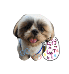 愛犬プーちゃん♡（個別スタンプ：19）