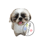 愛犬プーちゃん♡（個別スタンプ：21）