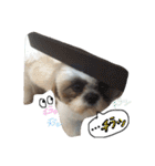 愛犬プーちゃん♡（個別スタンプ：22）