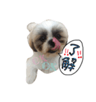 愛犬プーちゃん♡（個別スタンプ：24）