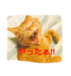 池田家の猫たち①（個別スタンプ：1）
