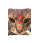 池田家の猫たち①（個別スタンプ：2）