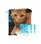 池田家の猫たち①（個別スタンプ：4）