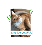 池田家の猫たち①（個別スタンプ：5）