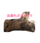 池田家の猫たち①（個別スタンプ：6）