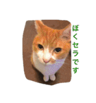 池田家の猫たち①（個別スタンプ：7）