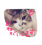池田家の猫たち①（個別スタンプ：9）