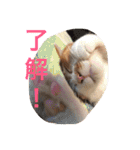 池田家の猫たち①（個別スタンプ：10）