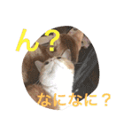 池田家の猫たち①（個別スタンプ：12）