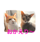 池田家の猫たち①（個別スタンプ：13）