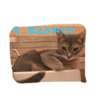 池田家の猫たち①（個別スタンプ：14）
