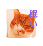 池田家の猫たち①（個別スタンプ：15）