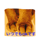 池田家の猫たち①（個別スタンプ：16）
