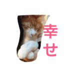 池田家の猫たち①（個別スタンプ：17）