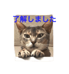 池田家の猫たち①（個別スタンプ：21）