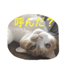 池田家の猫たち①（個別スタンプ：23）