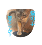 池田家の猫たち①（個別スタンプ：24）