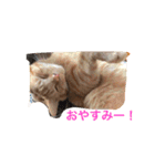 池田家の猫たち①（個別スタンプ：25）