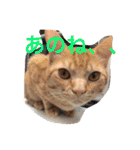 池田家の猫たち①（個別スタンプ：26）