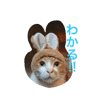 池田家の猫たち①（個別スタンプ：27）