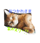 池田家の猫たち①（個別スタンプ：30）