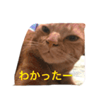 池田家の猫たち①（個別スタンプ：32）