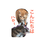 池田家の猫たち①（個別スタンプ：33）