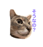 池田家の猫たち①（個別スタンプ：34）