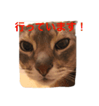 池田家の猫たち①（個別スタンプ：35）