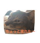 池田家の猫たち①（個別スタンプ：37）