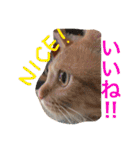 池田家の猫たち①（個別スタンプ：39）