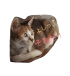 Decision of a cat（個別スタンプ：1）