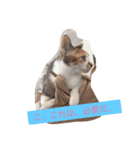 Decision of a cat（個別スタンプ：2）