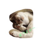 Decision of a cat（個別スタンプ：3）