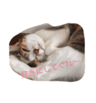 Decision of a cat（個別スタンプ：4）
