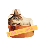 Decision of a cat（個別スタンプ：5）
