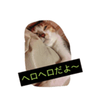 Decision of a cat（個別スタンプ：6）