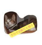 Decision of a cat（個別スタンプ：7）