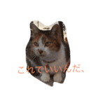Decision of a cat（個別スタンプ：8）